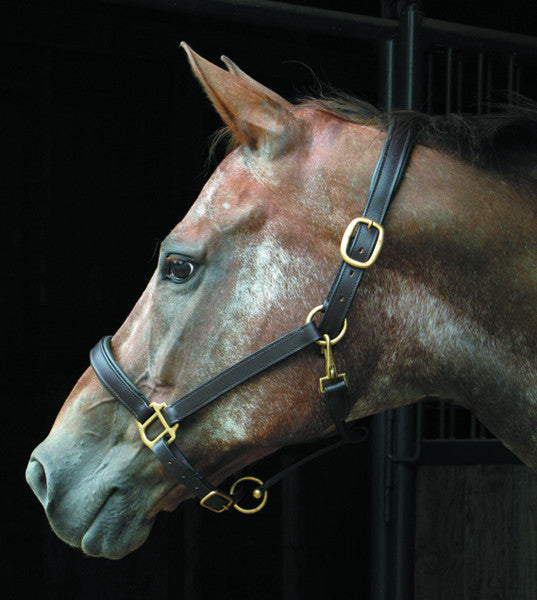 Wexford Padded Leather Halter - Horse by Smith-Worthington